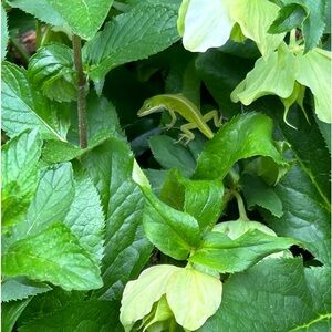 🌺Don’t Be Shy!  I Love Reasonable Offers!🌺